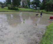 Date 15-7-2017 Paddy sowing in organic process at Dhalpir gp )